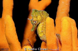 Yellow seahorse by Nadia Chiesi 